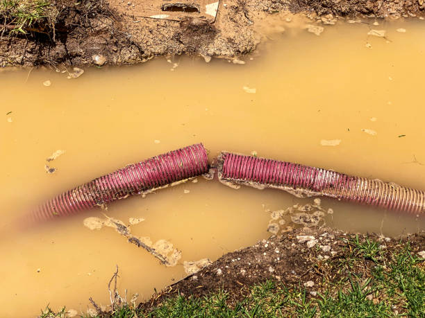Best Mold removal after water damage  in El Mirage, AZ